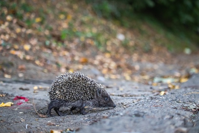 使得马刺屡 使得马刺屡